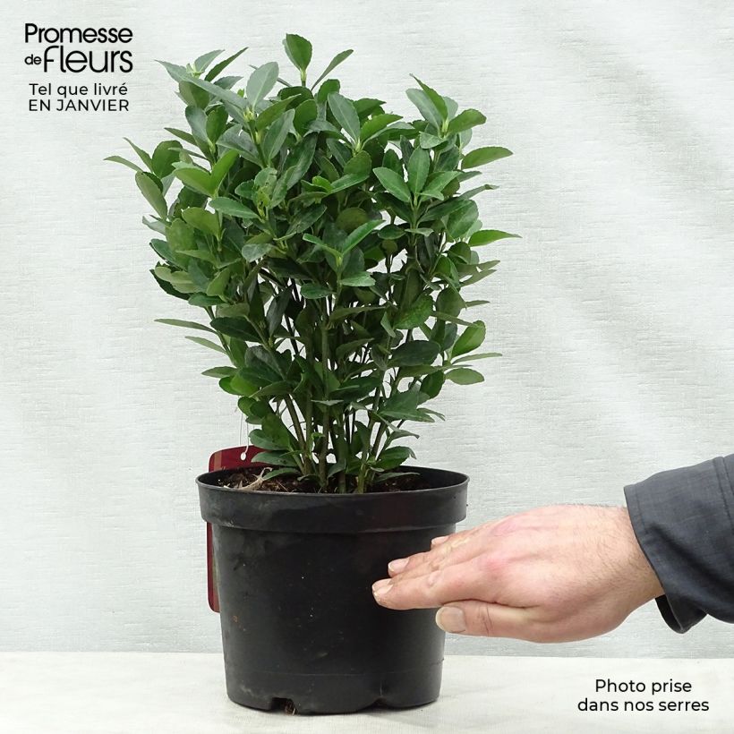 Amostra de Euonymus japonicus - Fusain du Japon Vaso de 2 L/3 L tal como entregue no inverno