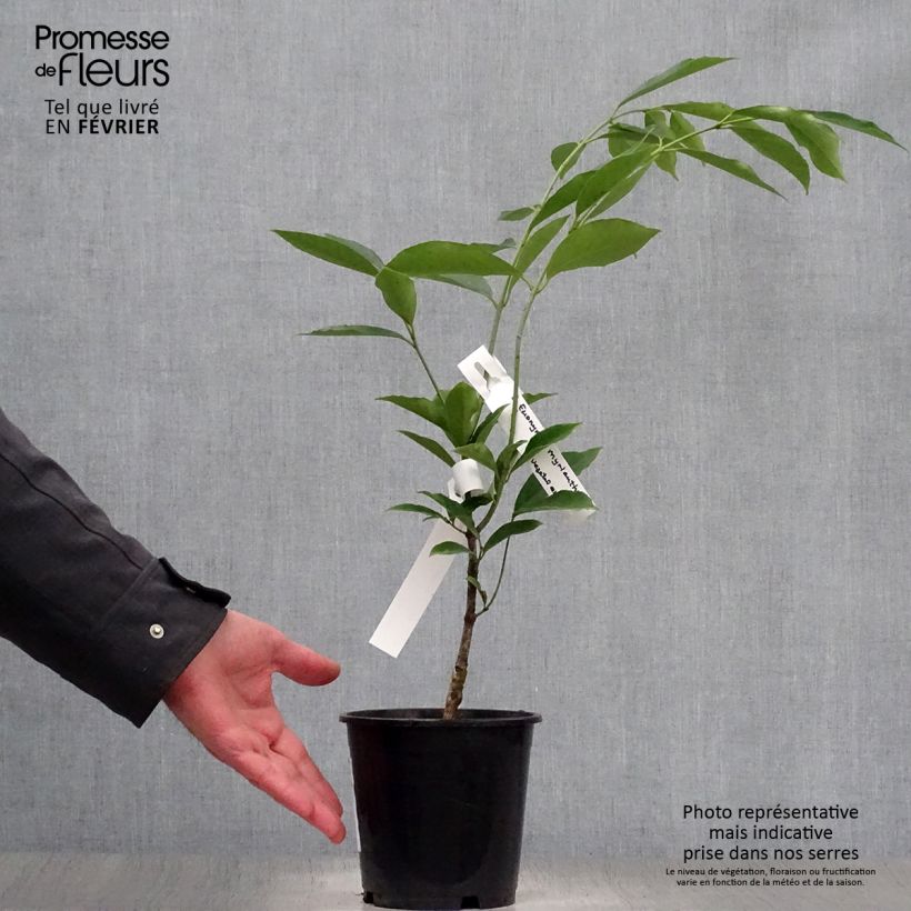 Amostra de Euonymus myrianthus - Fusain de Chine  Vaso de 2 L/3 L tal como entregue no inverno