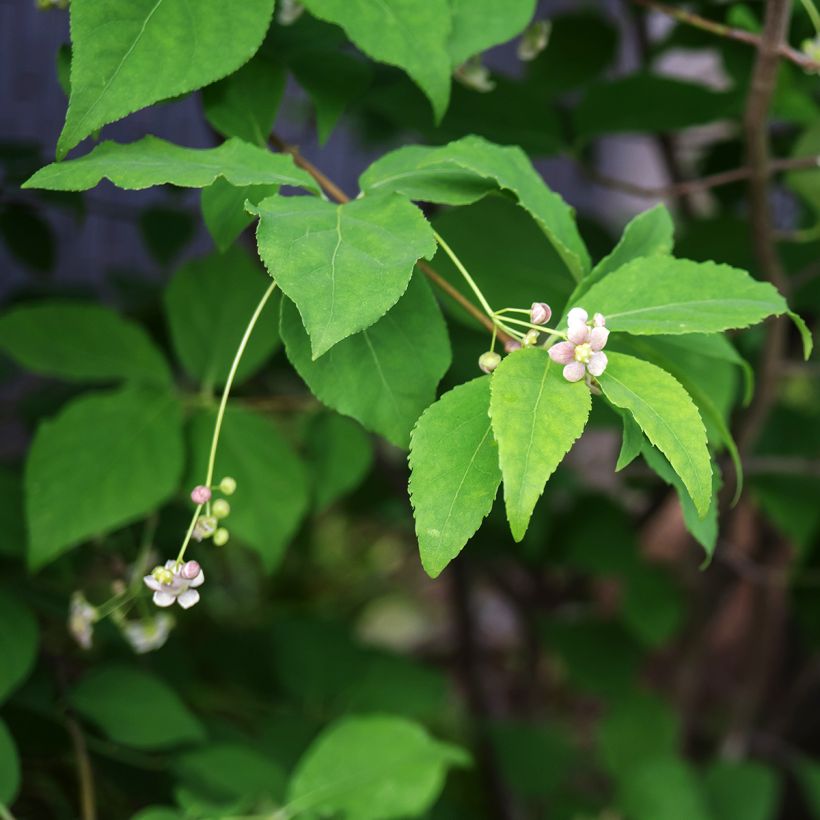 Euonymus oxyphyllus (Floração)