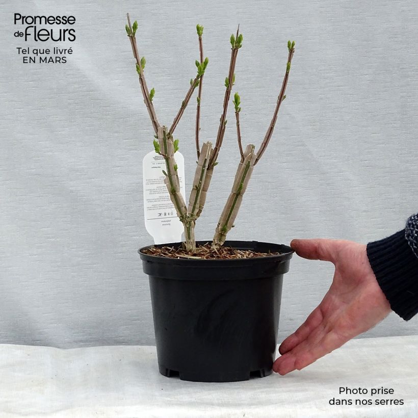 Amostra de Euonymus phellomanus Vaso de 2 L/3 L tal como entregue na primavera