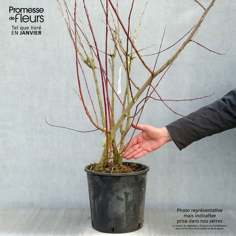 Amostra de Euonymus phellomanus - Fusain de Chine Vaso de 12 L/15 L tal como entregue no inverno
