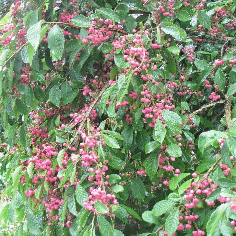 Euonymus phellomanus (Hábito)