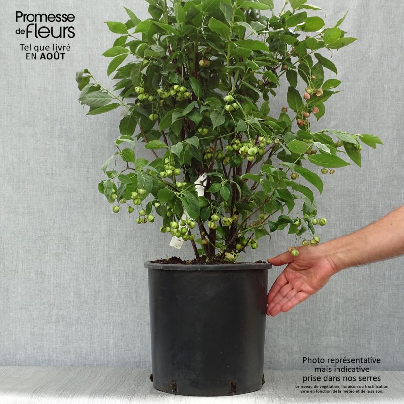 Amostra de Euonymus planipes Vaso de 12 L/15 L tal como entregue no verão