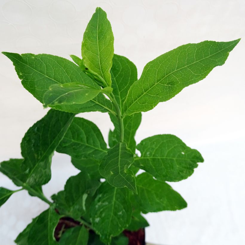 Euonymus planipes (Folhagem)