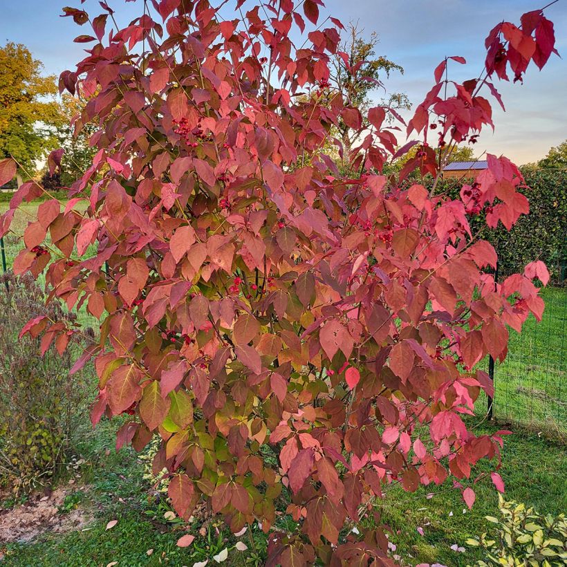 Euonymus planipes (Hábito)