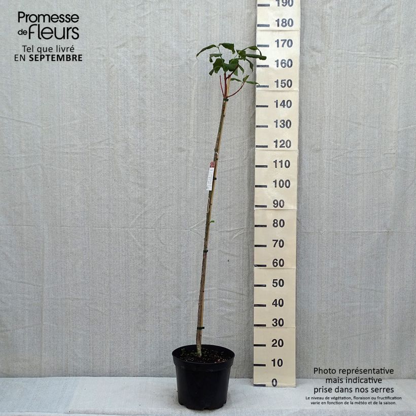 Amostra de Euonymus planipes Vaso de 7,5 L/10 L tal como entregue no verão