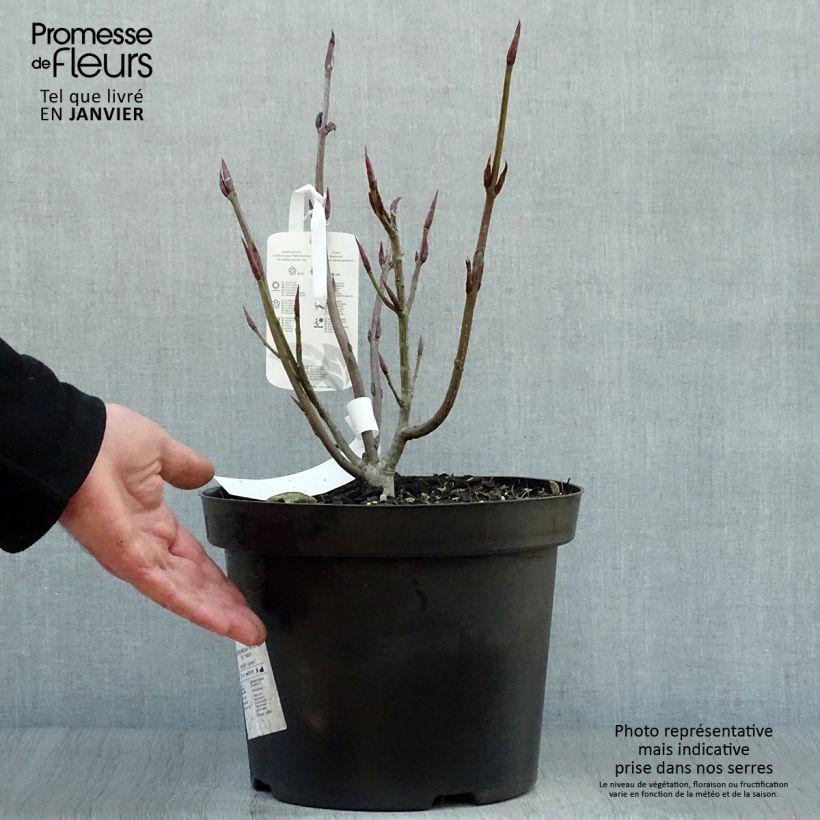 Amostra de Euonymus planipes - Fusain Vaso de 7,5 L/10 L tal como entregue no inverno
