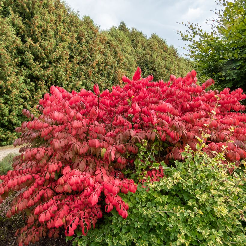 Euonymus alatus Blade Runner (Hábito)