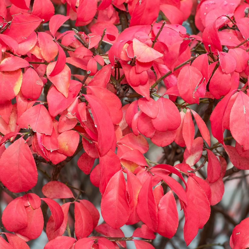 Euonymus alatus Fire Ball (Folhagem)