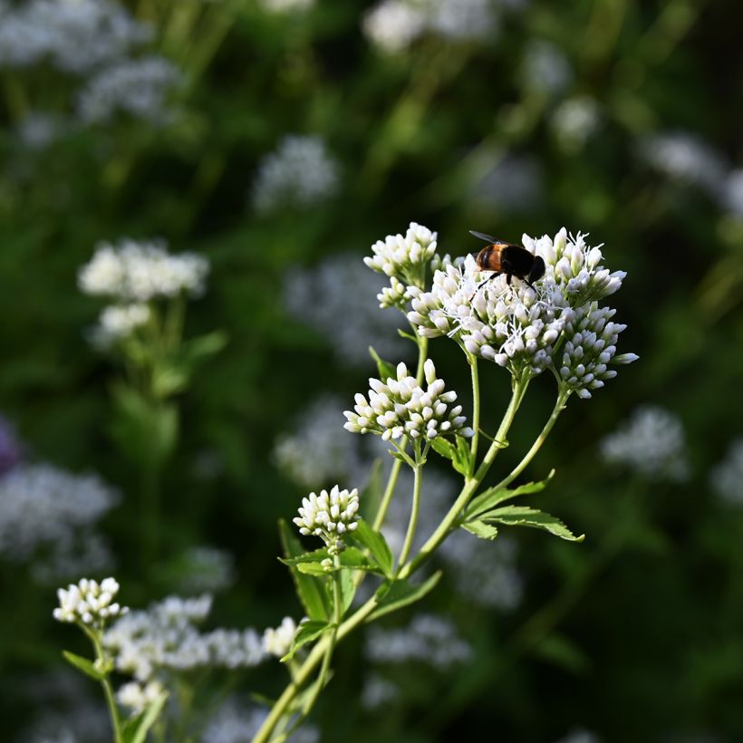 Eupatorium fistulosum var. albidum Bartered Bride (Floração)