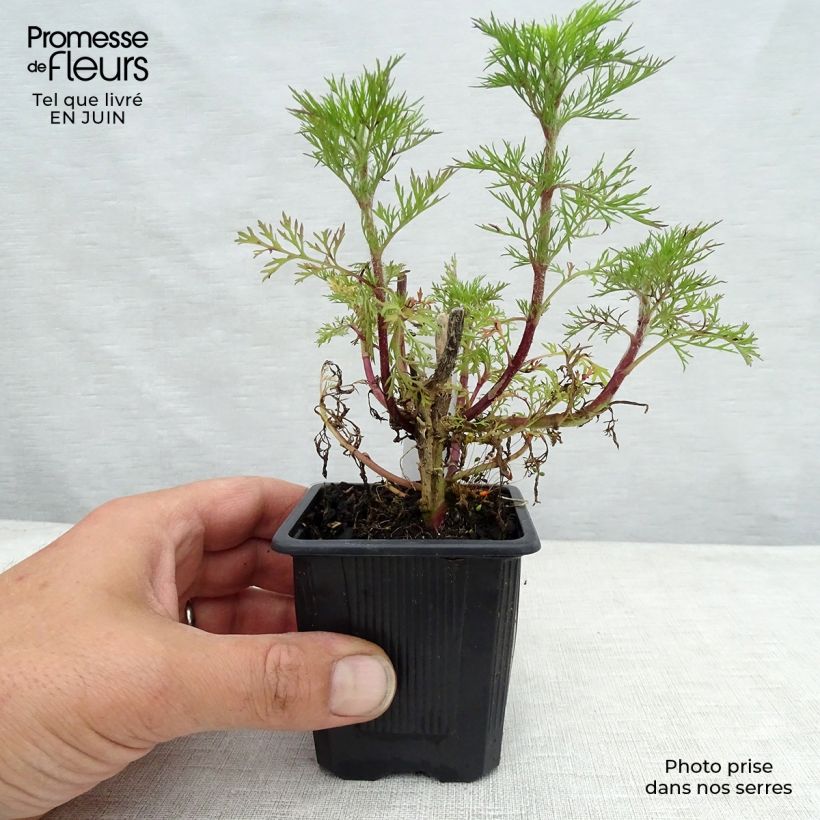 Amostra de Eupatorium capillifolium Elegant Plume Vaso de 8/9 cm tal como entregue no verão