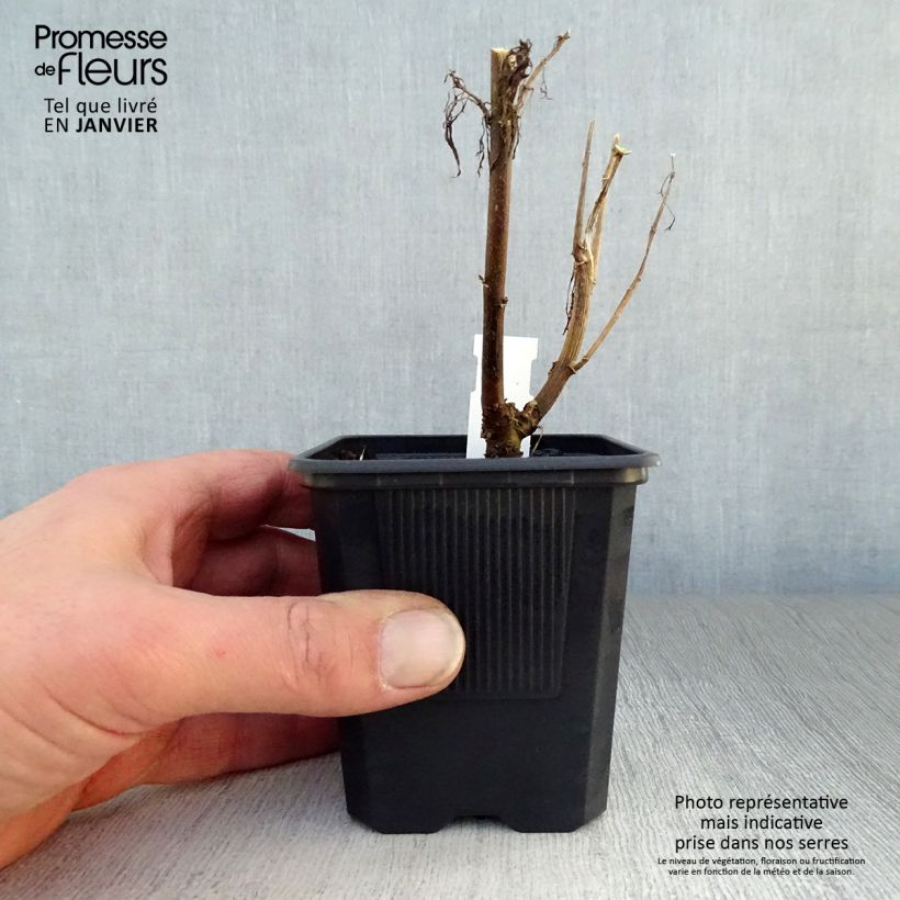 Amostra de Eupatorium Elegant Plume - Eupatoire Vaso de 8/9 cm tal como entregue no inverno