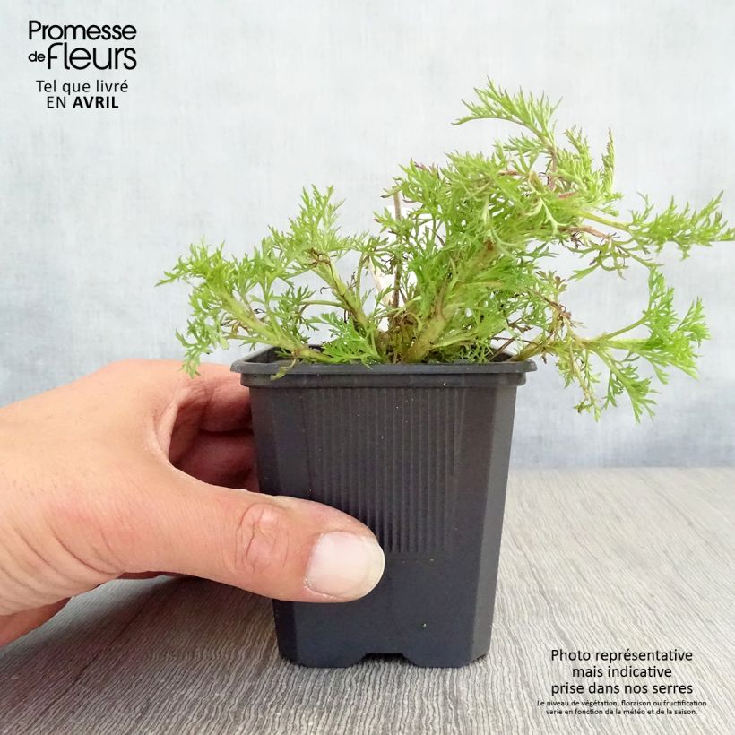 Amostra de Eupatorium capillifolium Elegant Plume Vaso de 8/9 cm tal como entregue na primavera