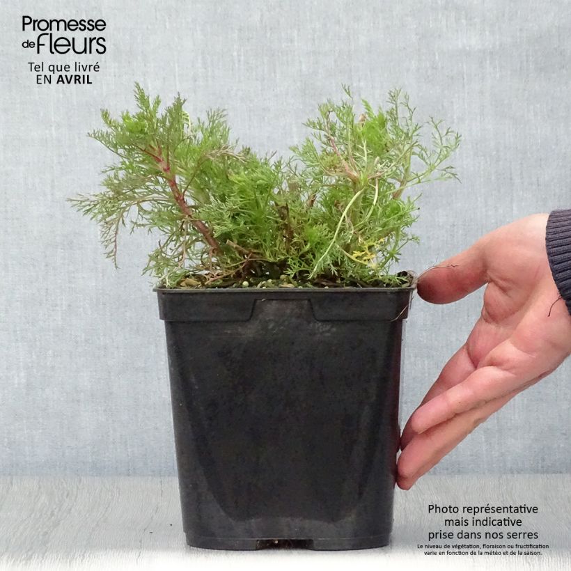 Amostra de Eupatorium capillifolium Elegant Plume Vaso de 2 L/3 L tal como entregue na primavera