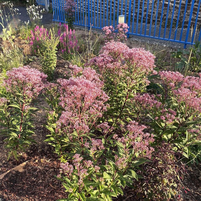 Eupatorium Baby Joe (Hábito)
