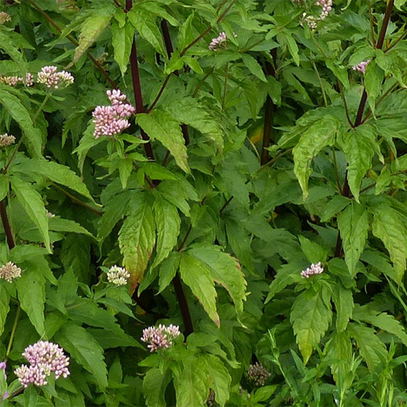 Eupatorium cannabinum Plenum (Folhagem)