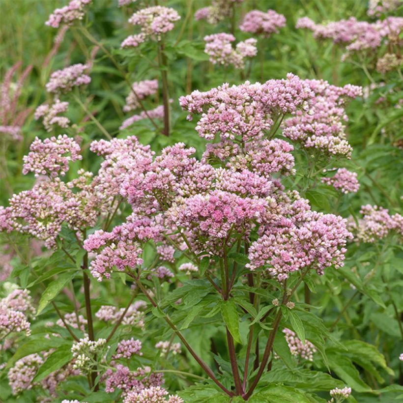 Eupatorium cannabinum Plenum (Floração)