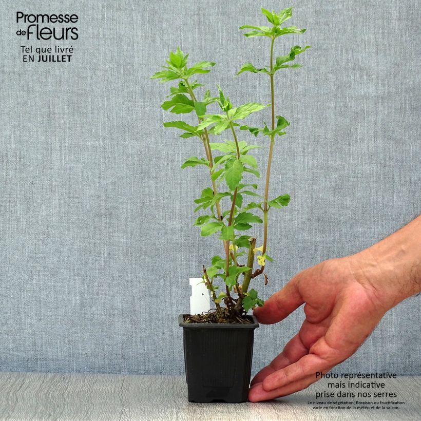 Amostra de Eupatorium cannabinum Plenum Vaso de 8/9 cm tal como entregue no verão