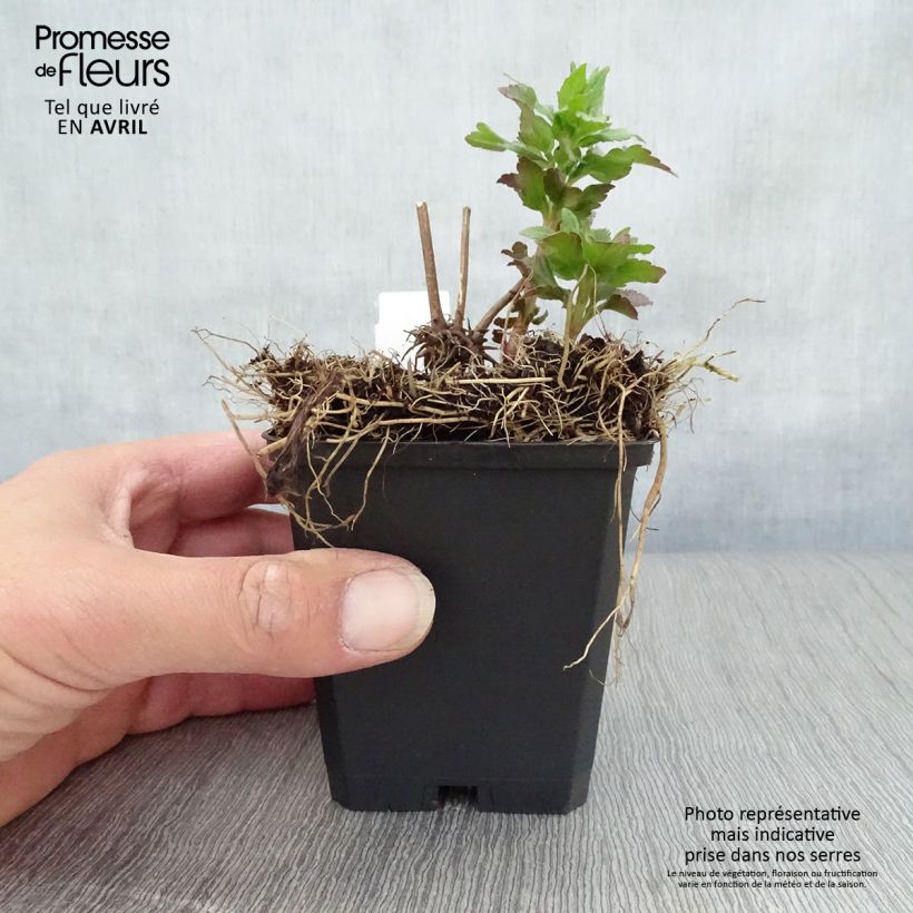 Amostra de Eupatorium cannabinum Plenum Vaso de 8/9 cm tal como entregue na primavera