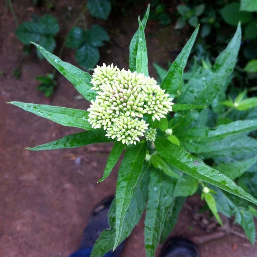 Eupatorium chinense (Floração)