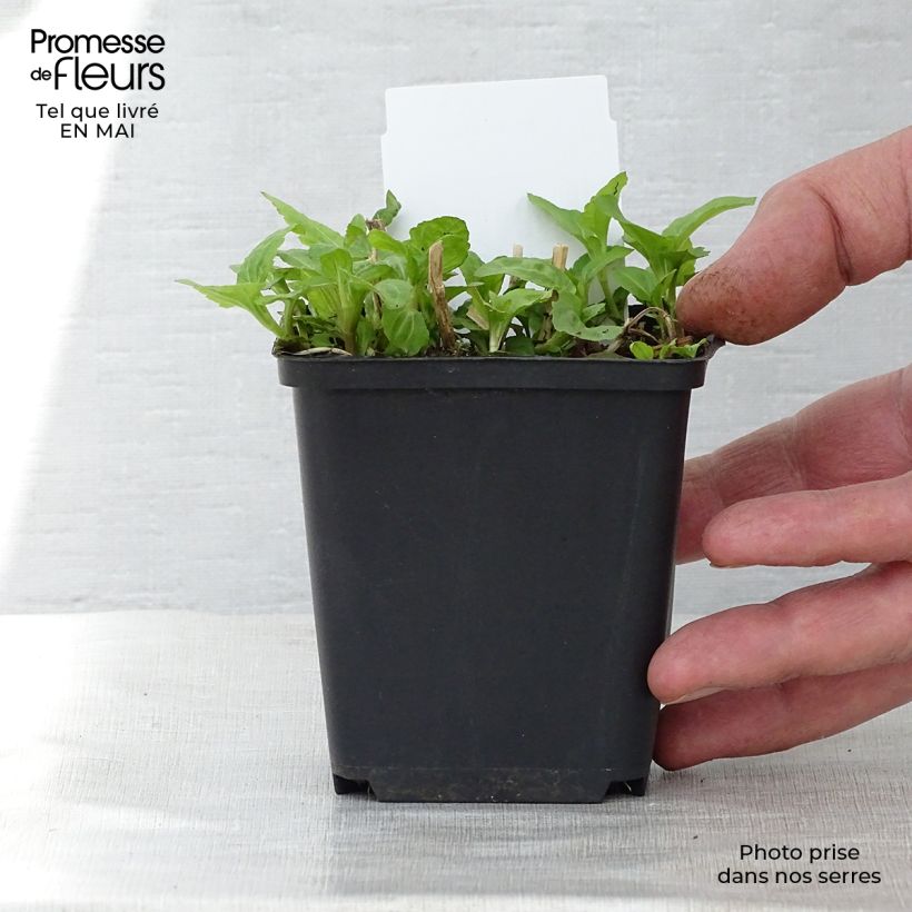 Amostra de Eupatorium coelestinum Vaso de 8/9 cm tal como entregue na primavera