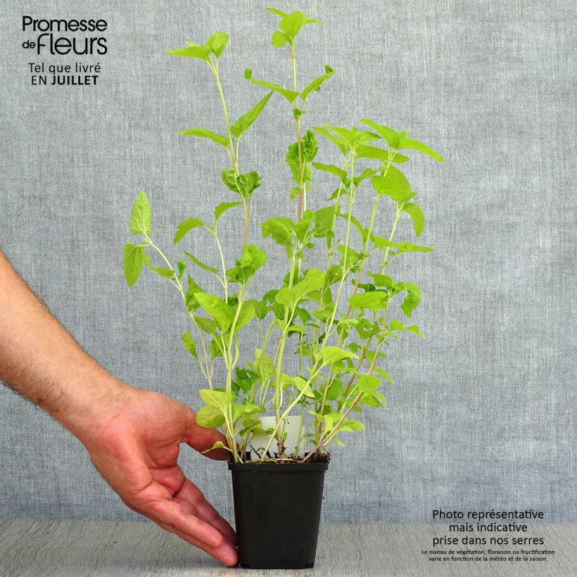 Amostra de Eupatorium coelestinum Vaso de 8/9 cm tal como entregue no verão