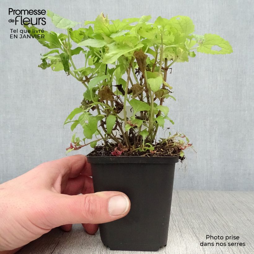 Amostra de Eupatorium coelestinum, Eupatoire Vaso de 8/9 cm tal como entregue no inverno