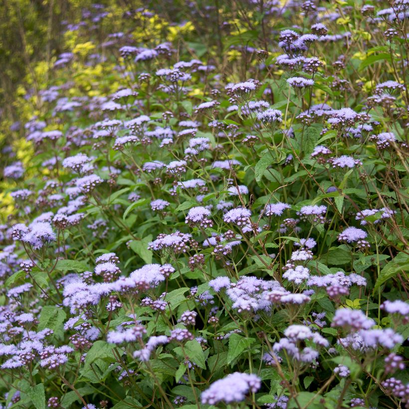 Eupatorium coelestinum (Hábito)
