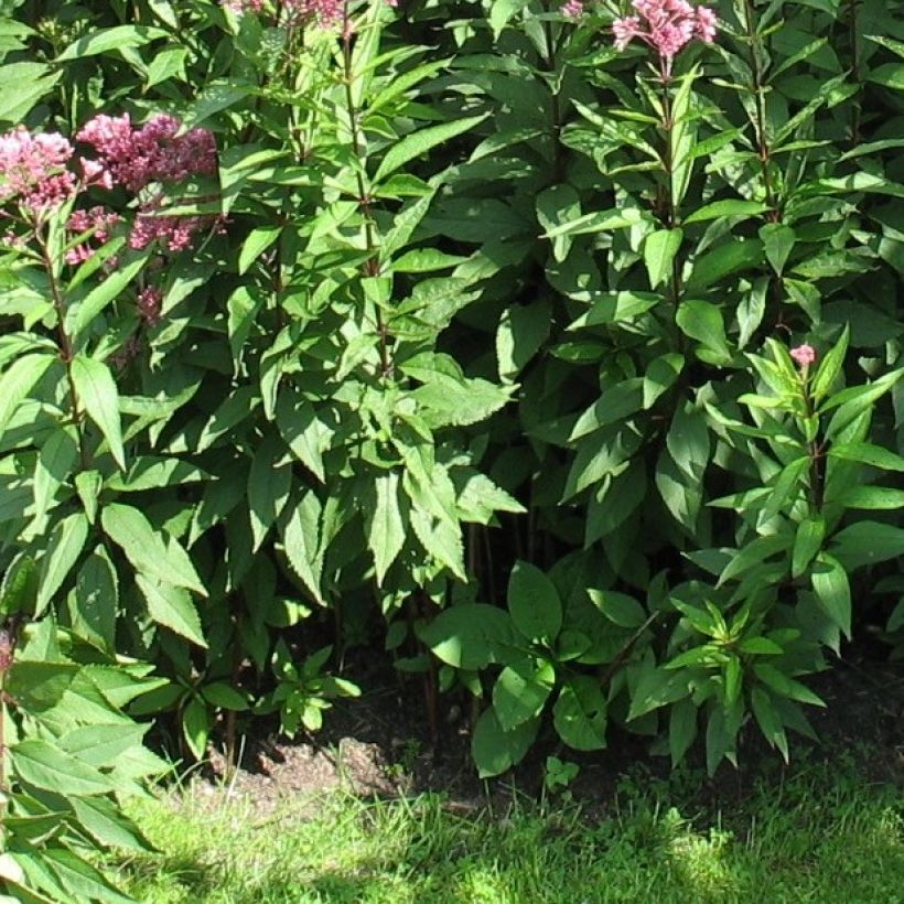 Eupatorium fistulosum Atropurpureum (Folhagem)