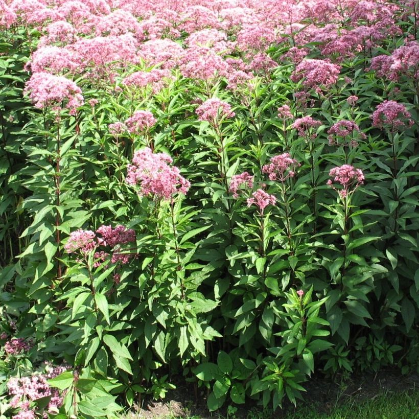 Eupatorium fistulosum Atropurpureum (Hábito)
