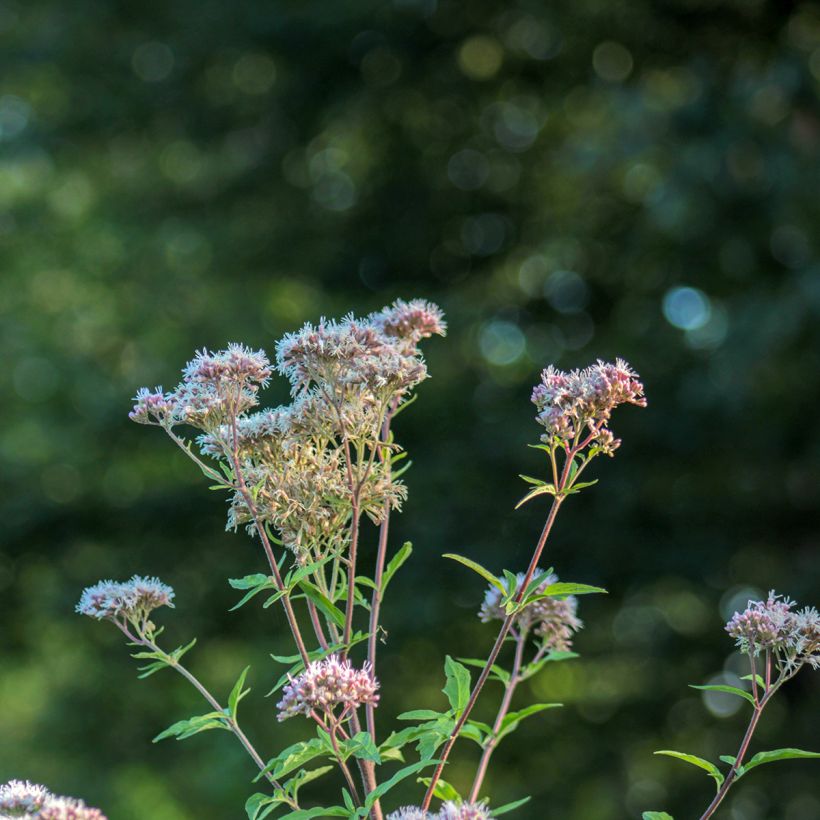 Eupatorium fortunei (Floração)