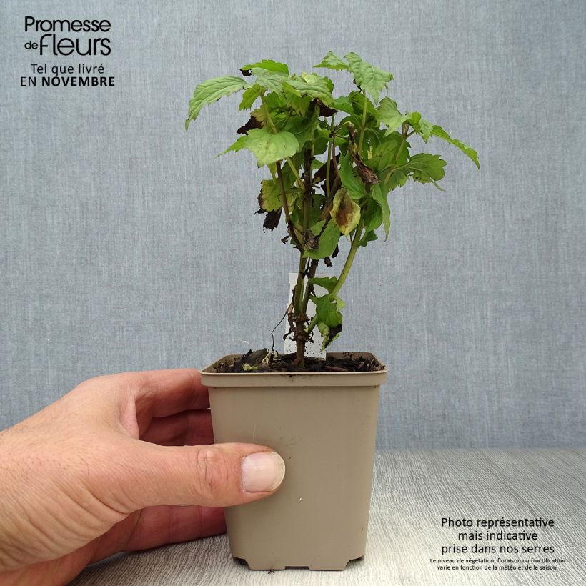 Amostra de Eupatorium Lucky Melody Vaso de 8/9 cm tal como entregue no outono