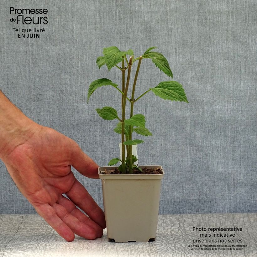 Amostra de Eupatorium Lucky Melody Vaso de 8/9 cm tal como entregue no verão