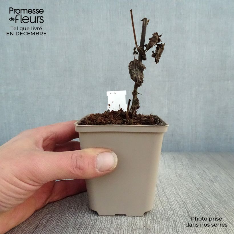 Amostra de Eupatorium  hybride Lucky Melody - Eupatoire Vaso de 8/9 cm tal como entregue no inverno