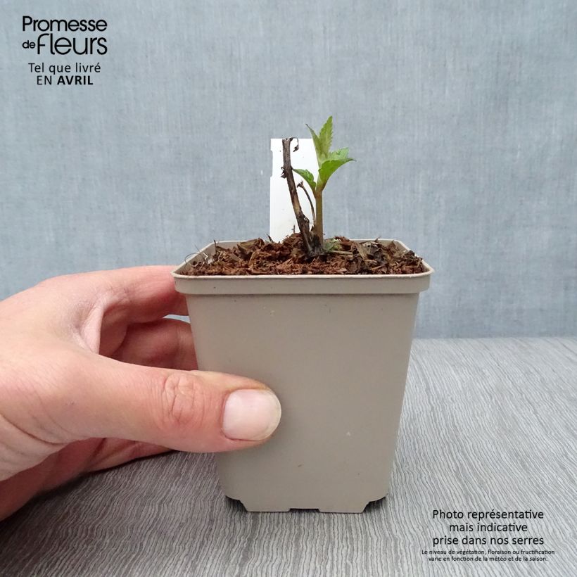 Amostra de Eupatorium Lucky Melody Vaso de 8/9 cm tal como entregue na primavera