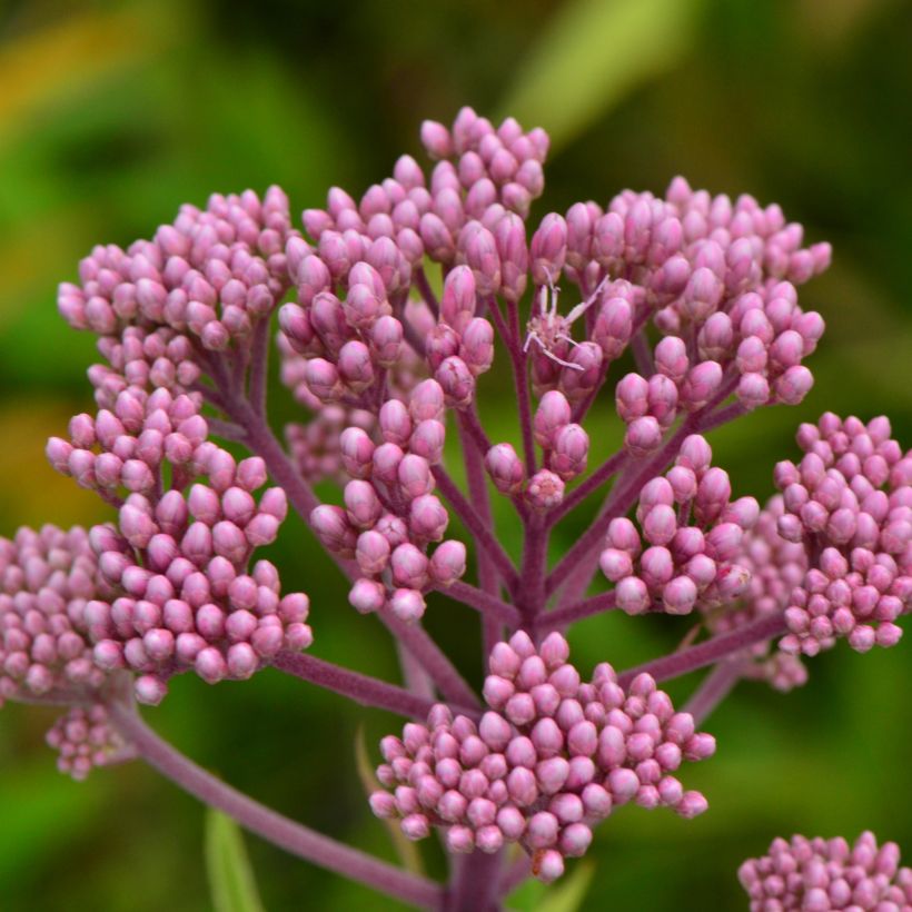 Eupatorium maculatum (Floração)