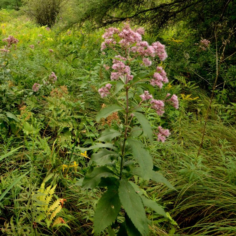 Eupatorium maculatum (Hábito)