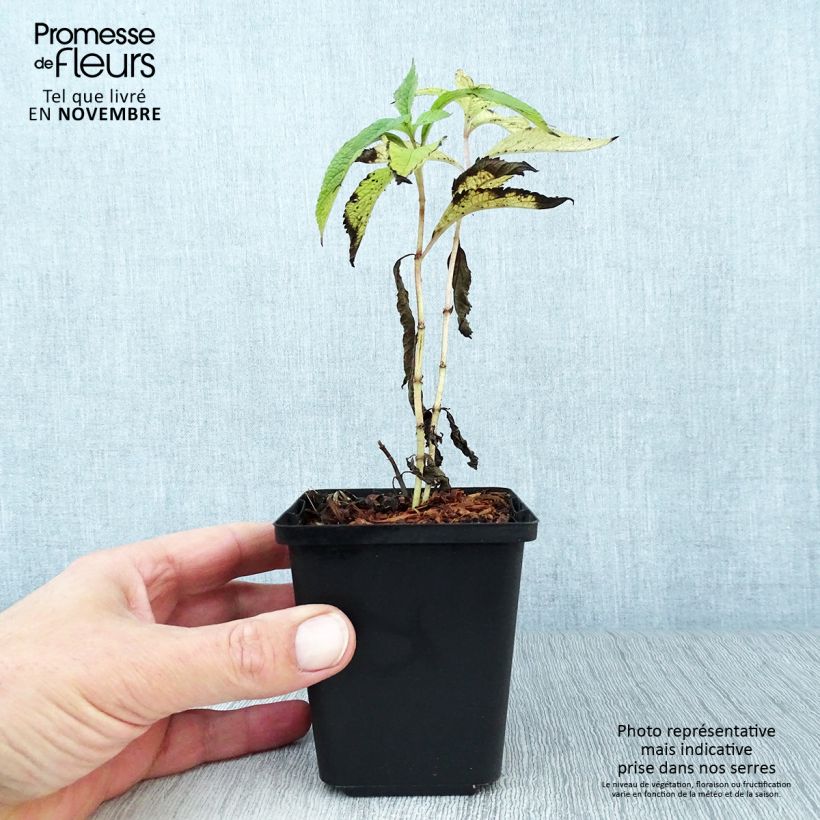 Amostra de Eupatorium maculatum Atropurpureum Vaso de 8/9 cm tal como entregue no outono