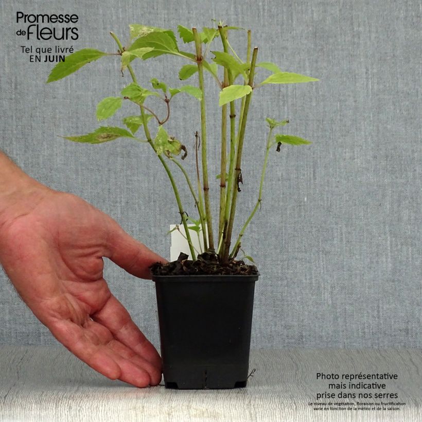 Amostra de Eupatorium maculatum Atropurpureum Vaso de 8/9 cm tal como entregue no verão