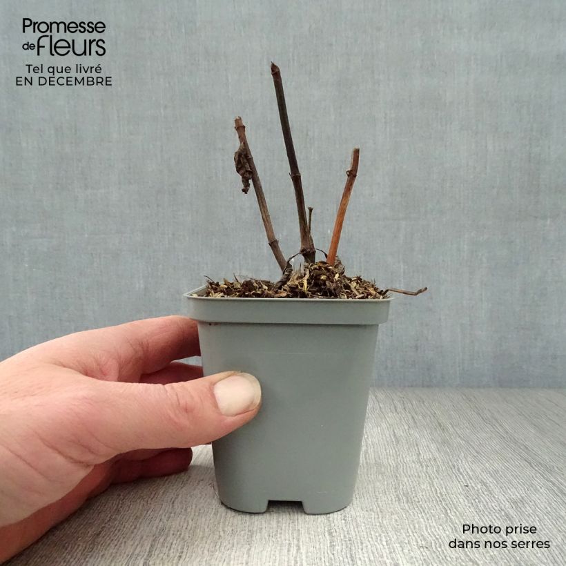 Amostra de Eupatorium maculatum Atropurpureum Vaso de 8/9 cm tal como entregue no inverno