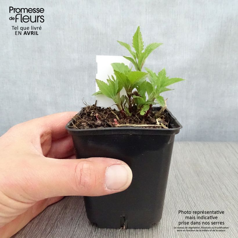 Amostra de Eupatorium maculatum Atropurpureum Vaso de 8/9 cm tal como entregue na primavera