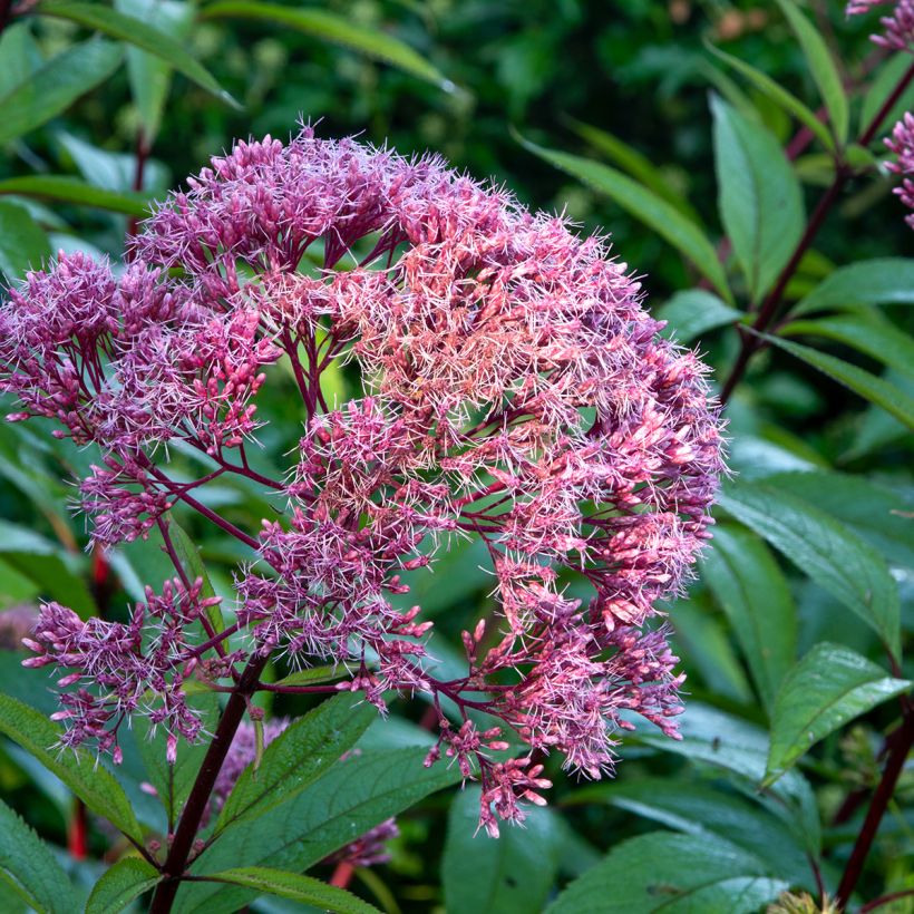 Eupatorium maculatum Atropurpureum (Floração)