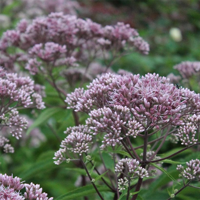 Eupatorium maculatum Phantom (Floração)