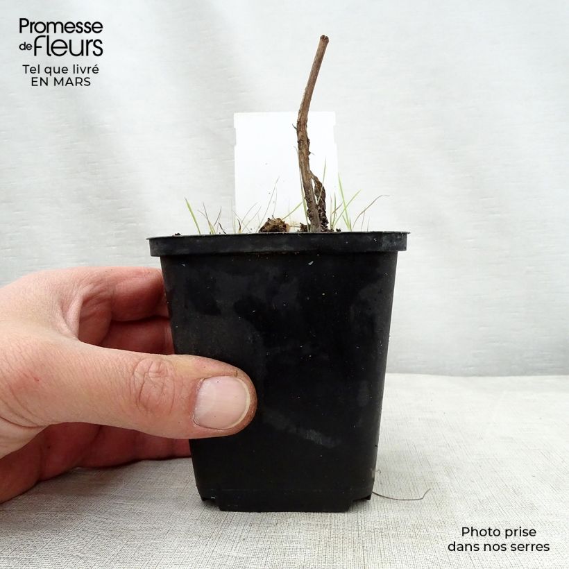 Amostra de Eupatorium maculatum Purple Bush Vaso de 8/9 cm tal como entregue na primavera