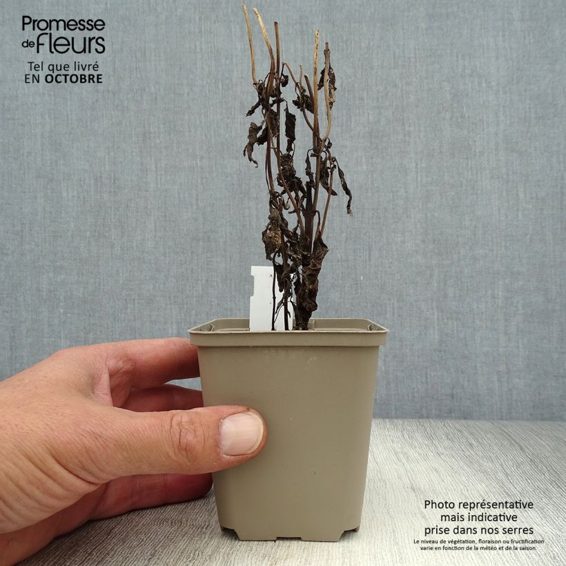 Amostra de Eupatorium maculatum Purple Bush Vaso de 8/9 cm tal como entregue no outono