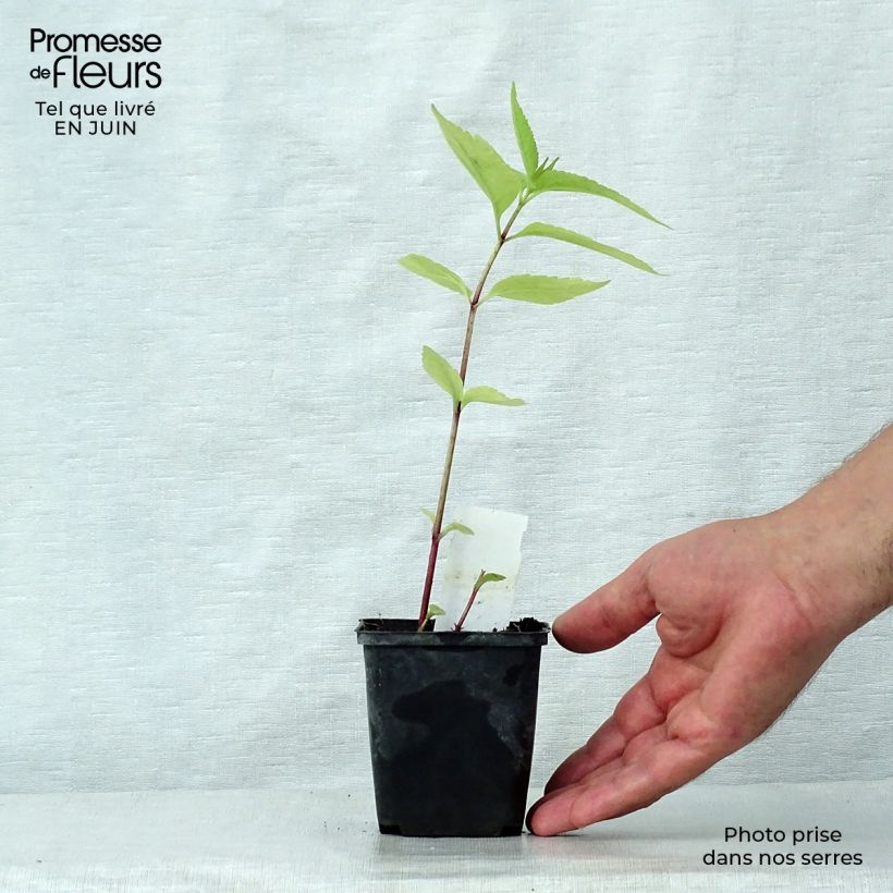 Amostra de Eupatorium maculatum Purple Bush Vaso de 8/9 cm tal como entregue no verão
