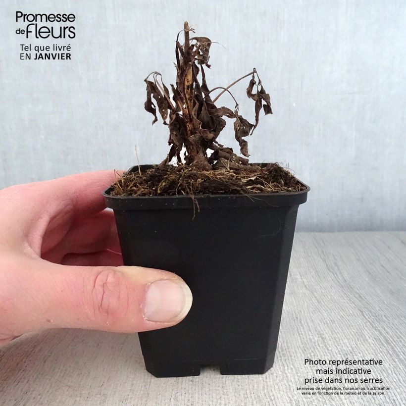 Amostra de Eupatorium maculatum Purple Bush - Eupatoire Vaso de 8/9 cm tal como entregue no inverno