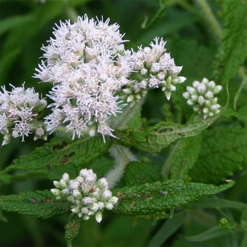 Eupatorium perfoliatum (Floração)