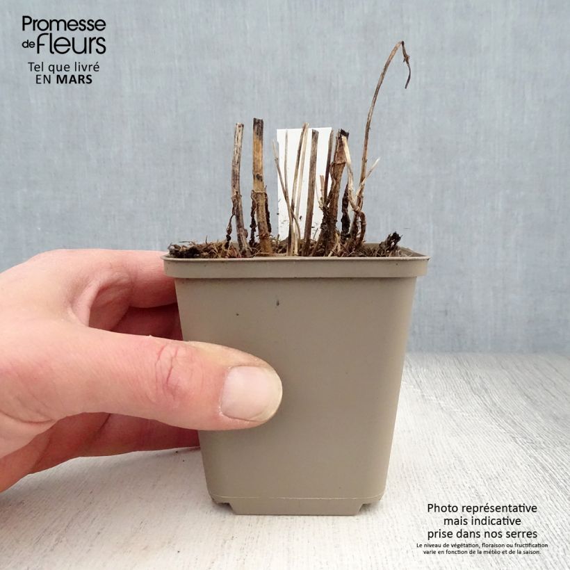 Amostra de Eupatorium perfoliatum Vaso de 8/9 cm tal como entregue na primavera