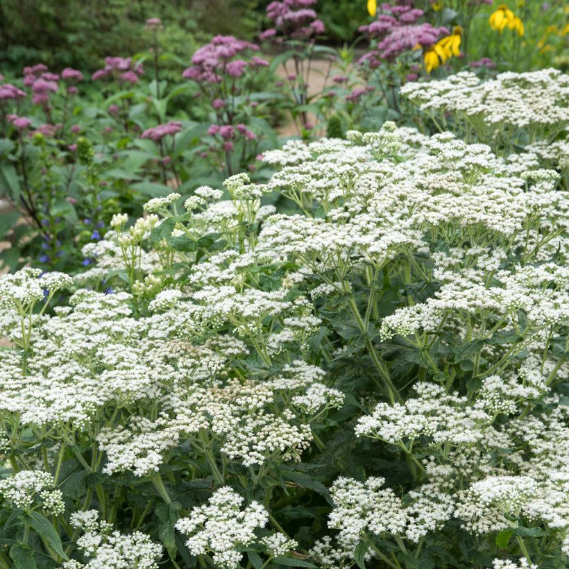 Eupatorium perfoliatum (Hábito)